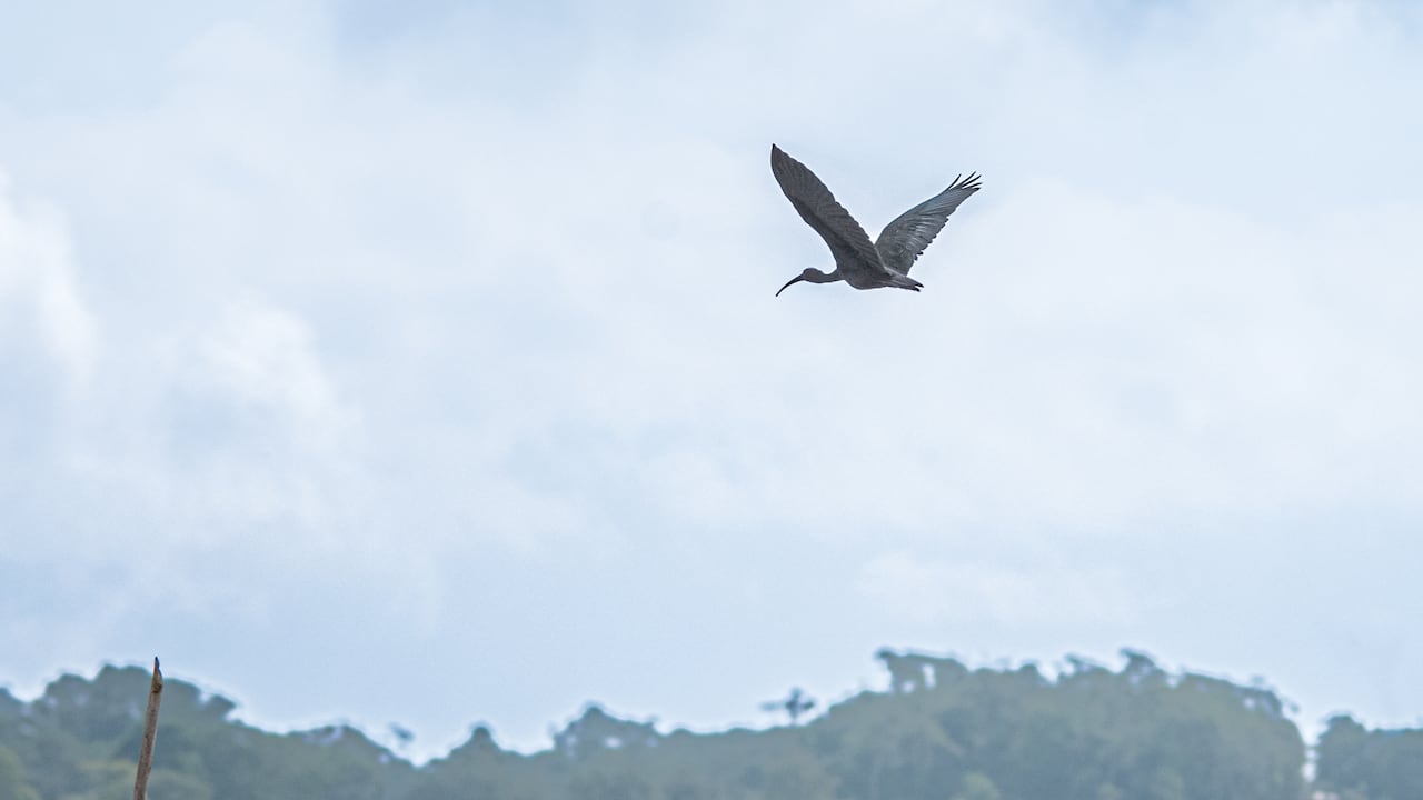 Avistamiento de aves (imagen de referencia)