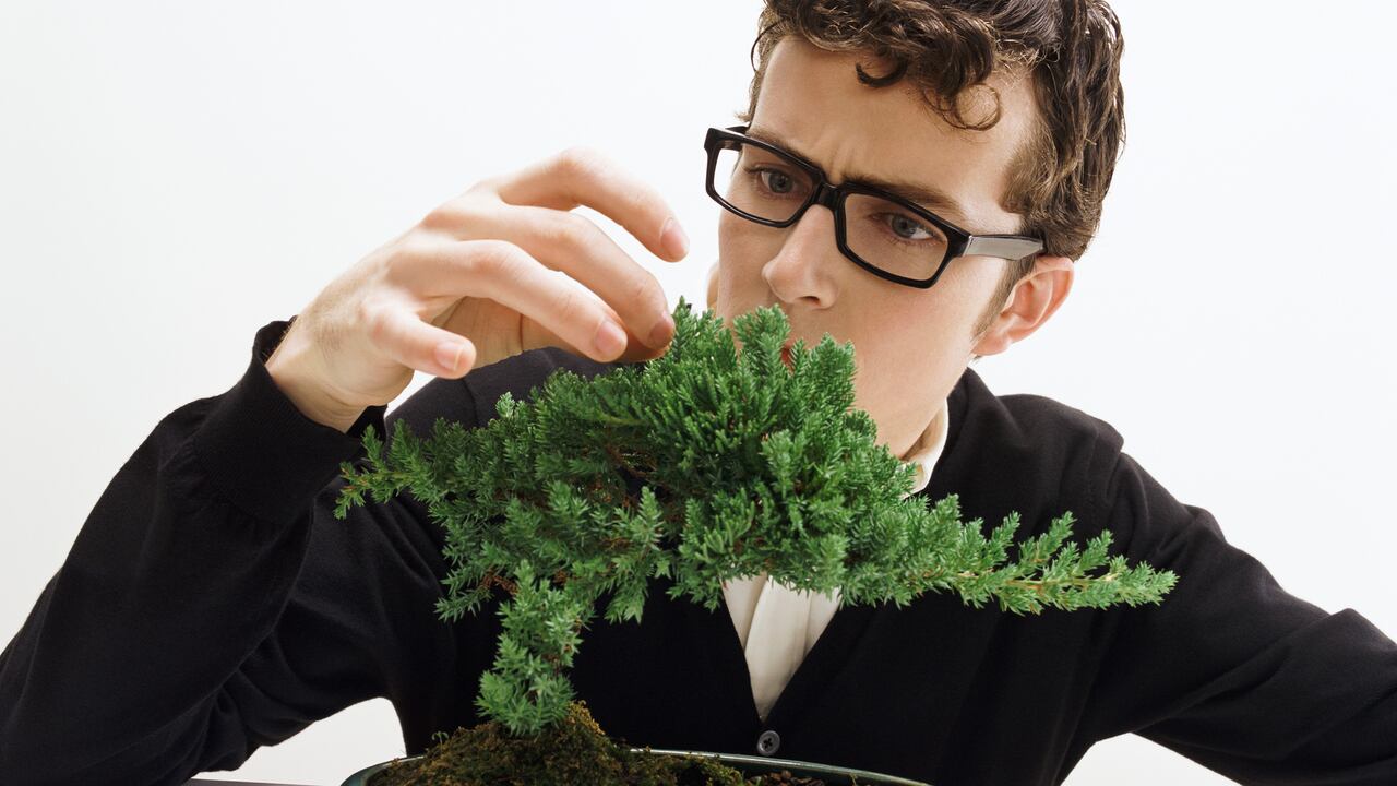 Esta es una planta muy común en los apartamentos.