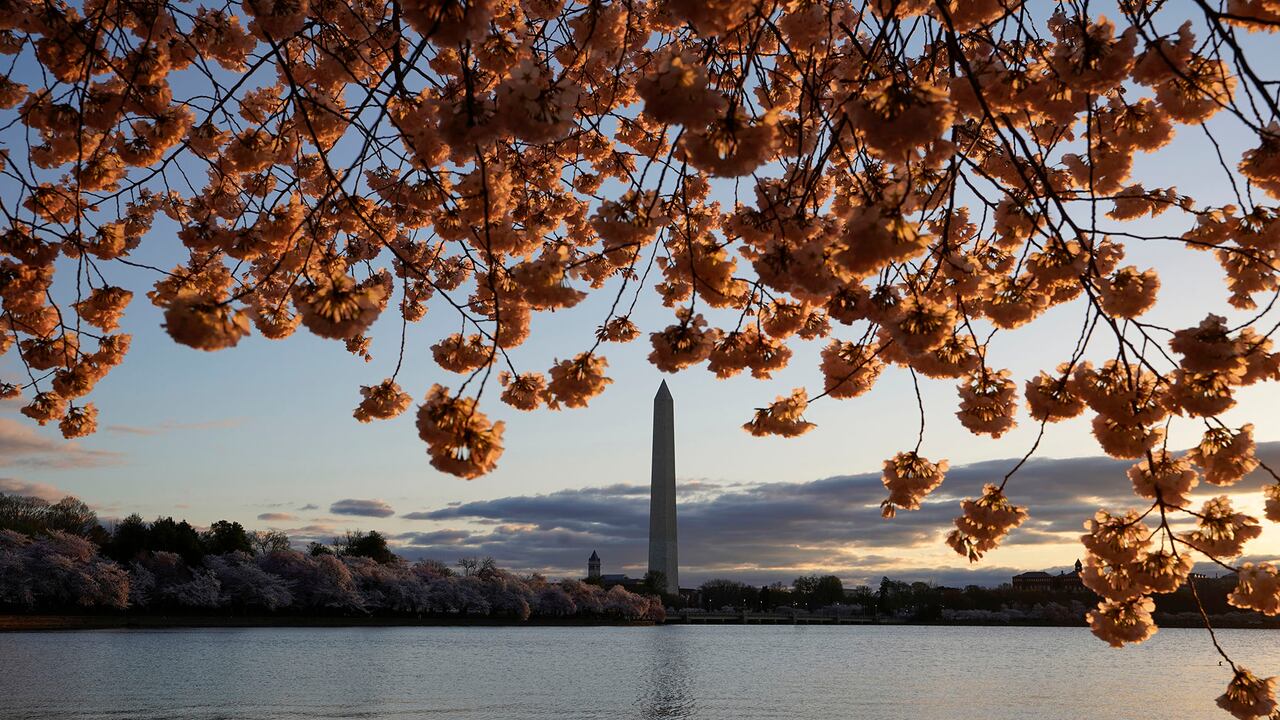 Los cerezos Yoshino en flor y el Monumento a Washington se ven en la Cuenca Tidal al amanecer, el lunes 29 de marzo de 2021, en Washington. El Festival Nacional de los Cerezos en Flor de 2021 celebra el regalo original de 3.000 cerezos de la ciudad de Tokio al pueblo de Washington en 1912. Foto: AP / Carolyn Kaster.