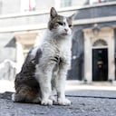 El gato Larry.