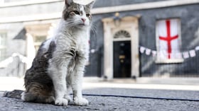 El gato Larry.