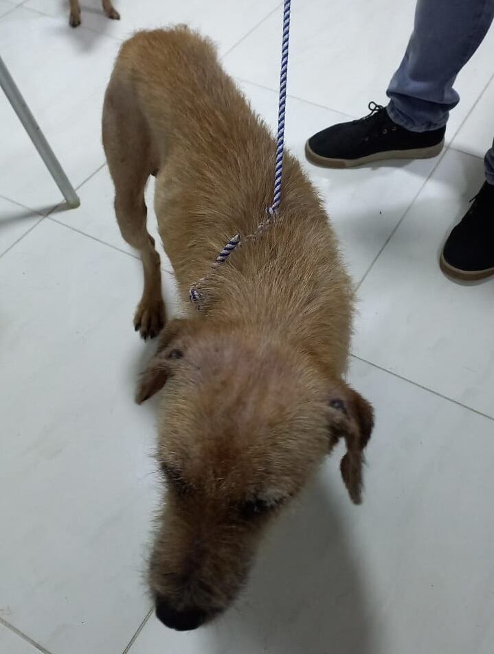 Algunos animales está hospitalizados