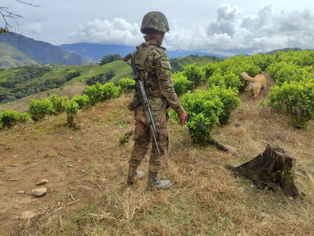 Los militares, con el apoyo de caninos, verifican que entre los cultivos de coca no existan campos minados, estas acciones se adelantan en medio de la Operación Perseo.
