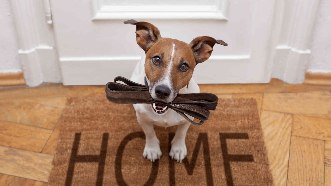 Según la Fundación Adopta No Compres, alrededor del 90% de los hogares de paso deciden quedarse con la mascota de manera permanentemente.