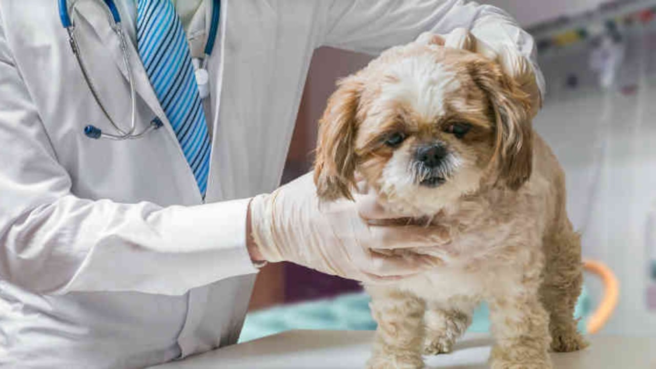 Conoce las jornadas de implantación del MicroChip para mascotas en Medellín.