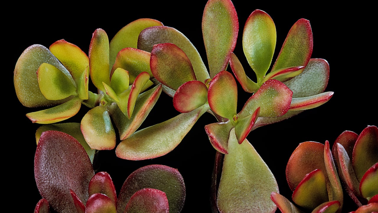 Al ubicar el árbol de jade en este sitio, puede ayudar a atraer la riqueza y la abundancia a su vida.