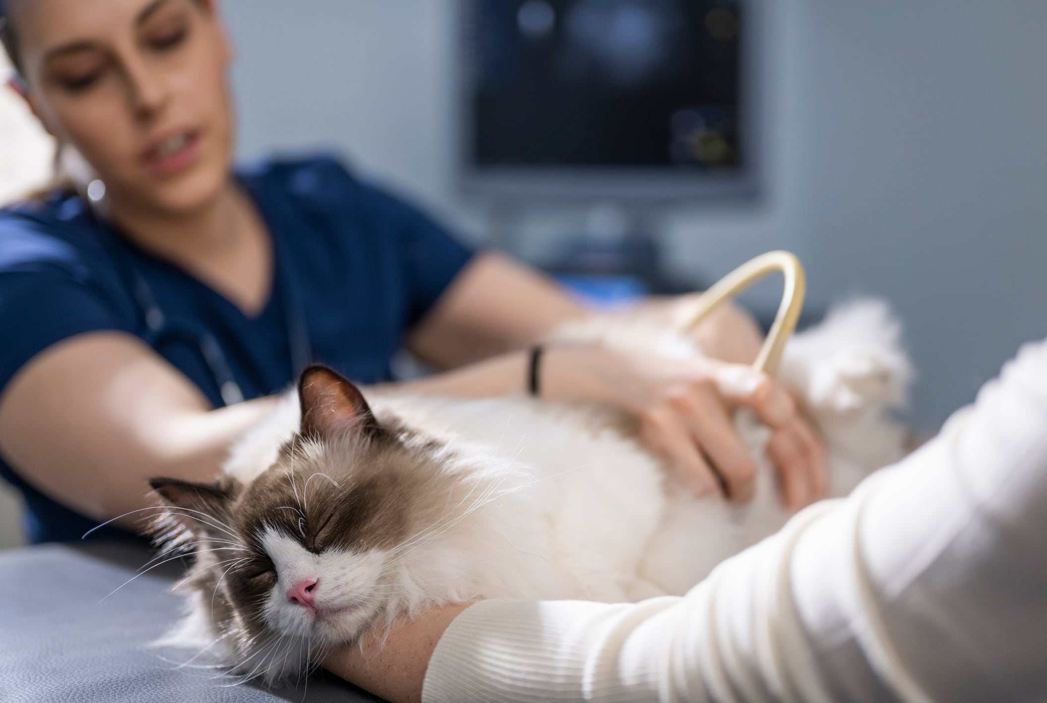 Gato- Veterinario