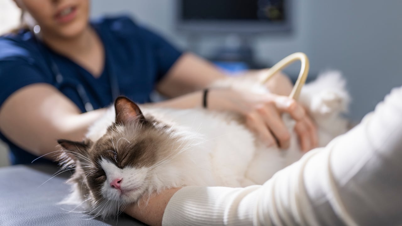Los problemas renales son frecuentes en los gatos.