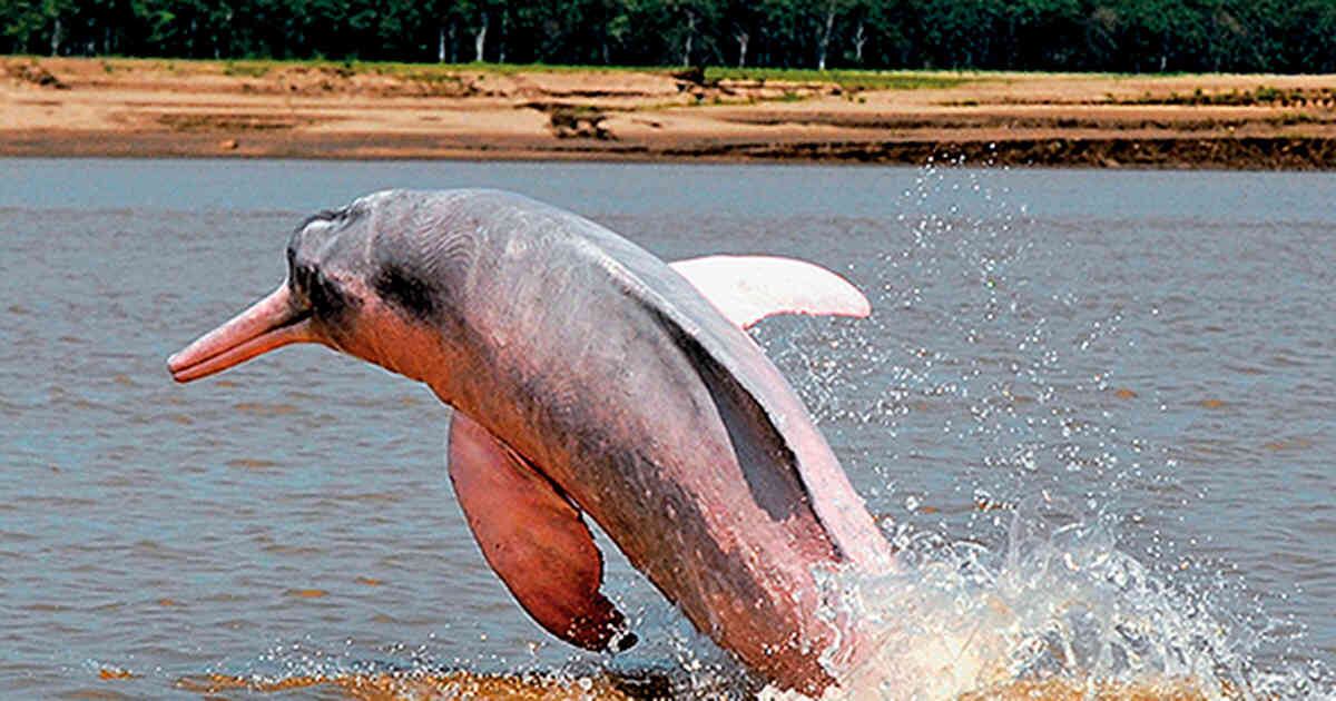 Delfín de río Amazonas