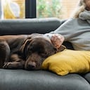 Perro anciano