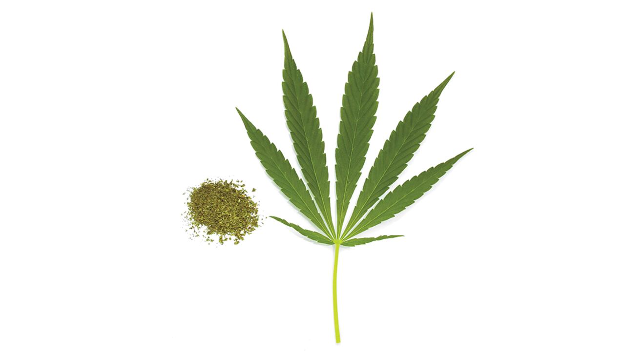 Según una encuesta reciente, el 64 por ciento de los colombianos está de acuerdo con legalizar la marihuana para su uso medicinal.