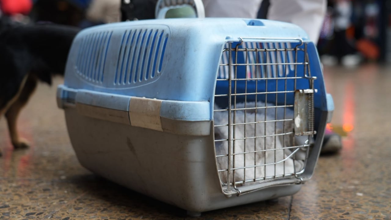 Transporte de mascotas en buses