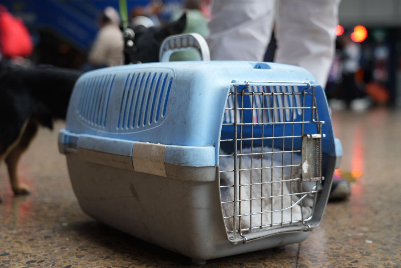 Transporte de mascotas en buses