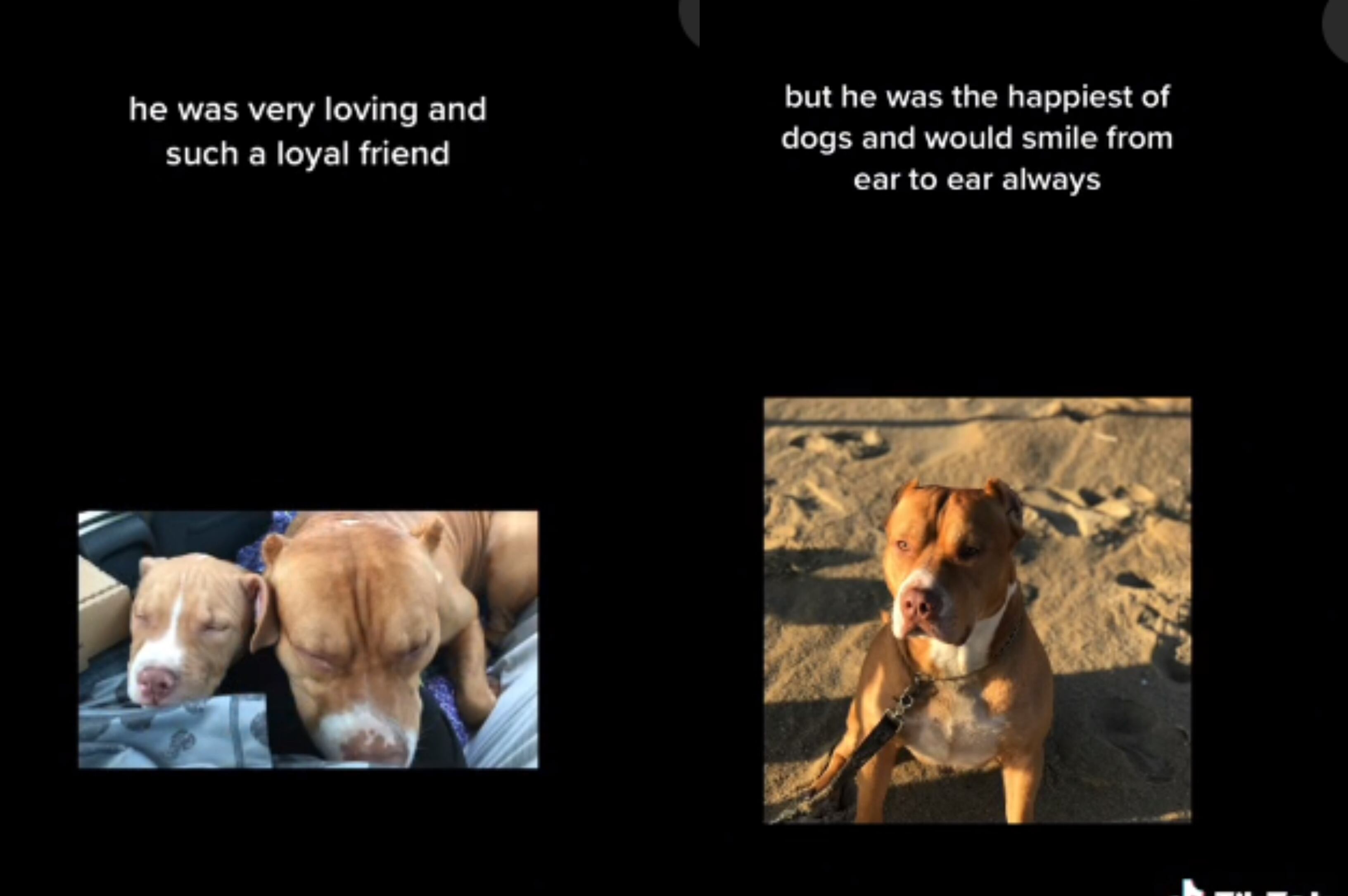 Trinity describió a Irish como un perro "feliz".