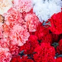 Los clavenes son plantas que deberían estar en exteriores.