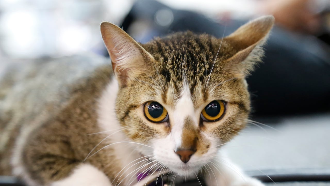 Gatos y perros son las principales mascotas que tienen los colombianos en sus hogares.