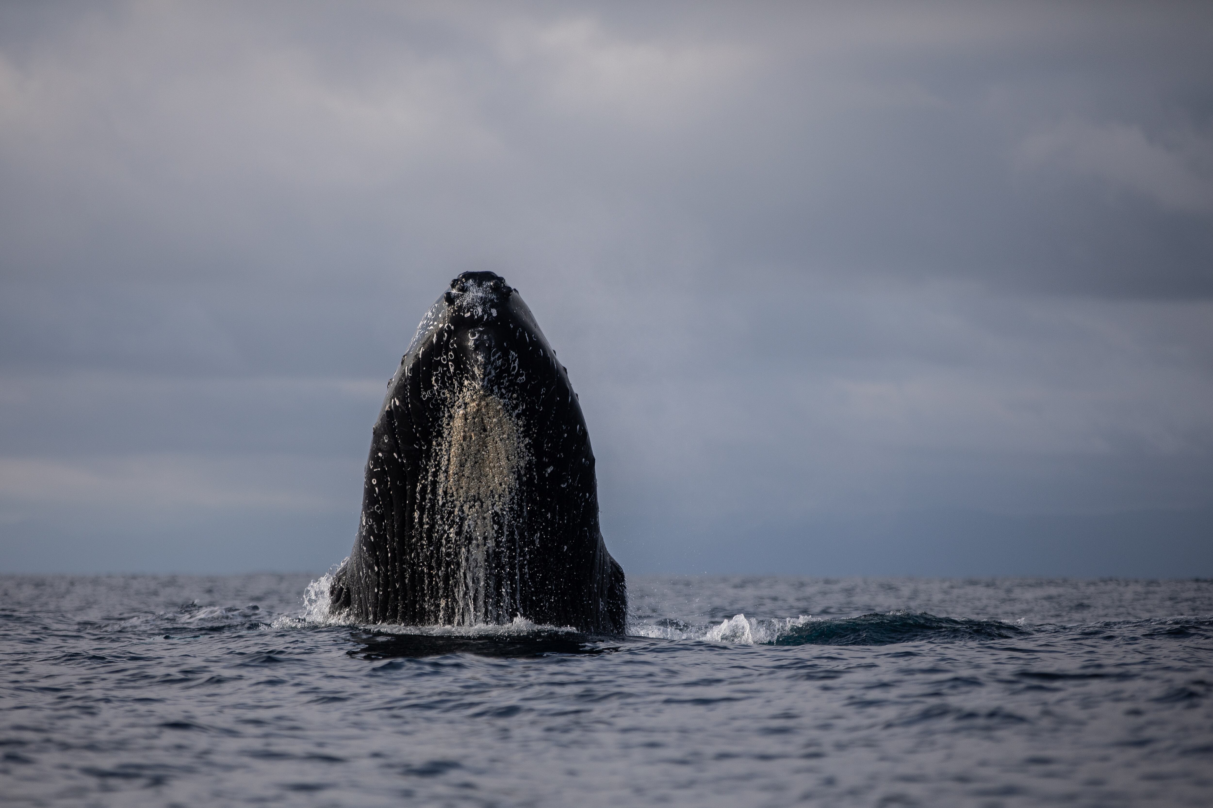 Avistamiento de ballenas en Bahía Solano.