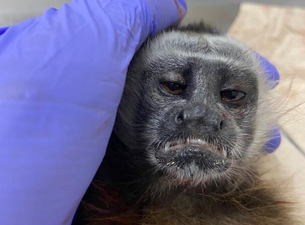 El tití requirió cuidados intensivos, pero no fue posible salvarlo.