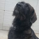 Morita, la perrita con una enfermedad delicada que fue rescatada en Melgar.