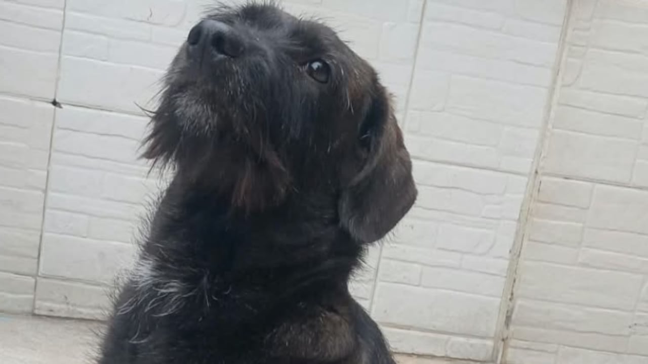 Morita, la perrita con una enfermedad delicada que fue rescatada en Melgar.