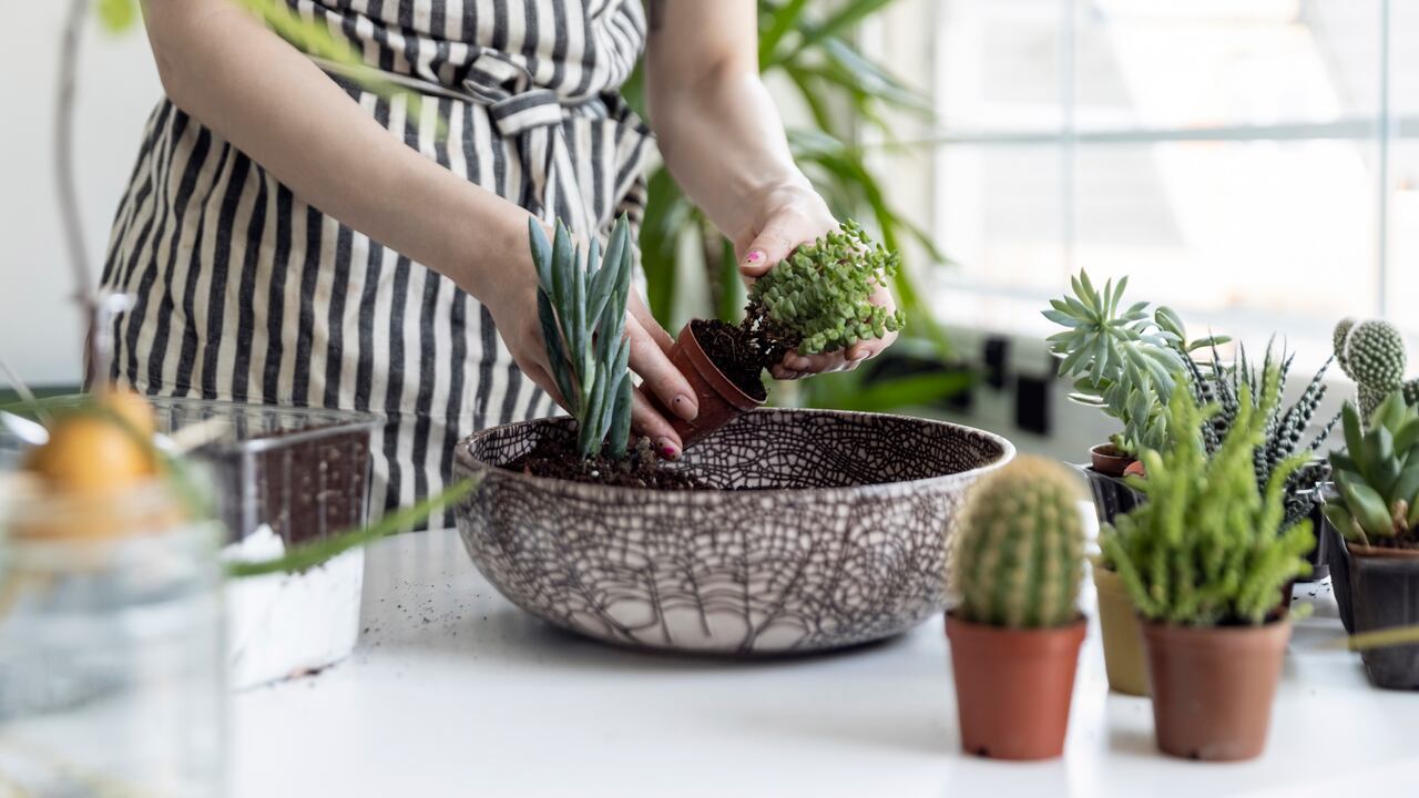 Las suculentas sirven para armonizar varios espacios.