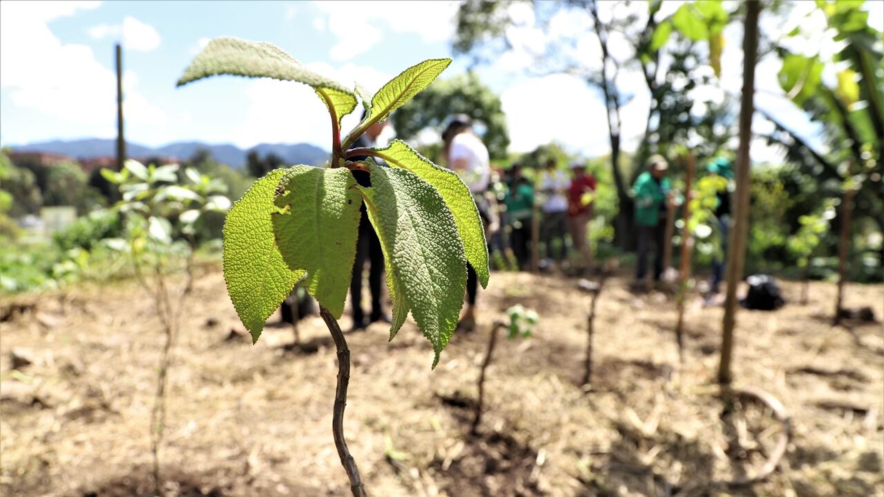 Durante la Administración de la alcaldesa de Bogota se han sembrado 340.000 árboles
