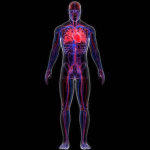 Circulación sanguínea: así podrá mejorarla con estos remedios caseros