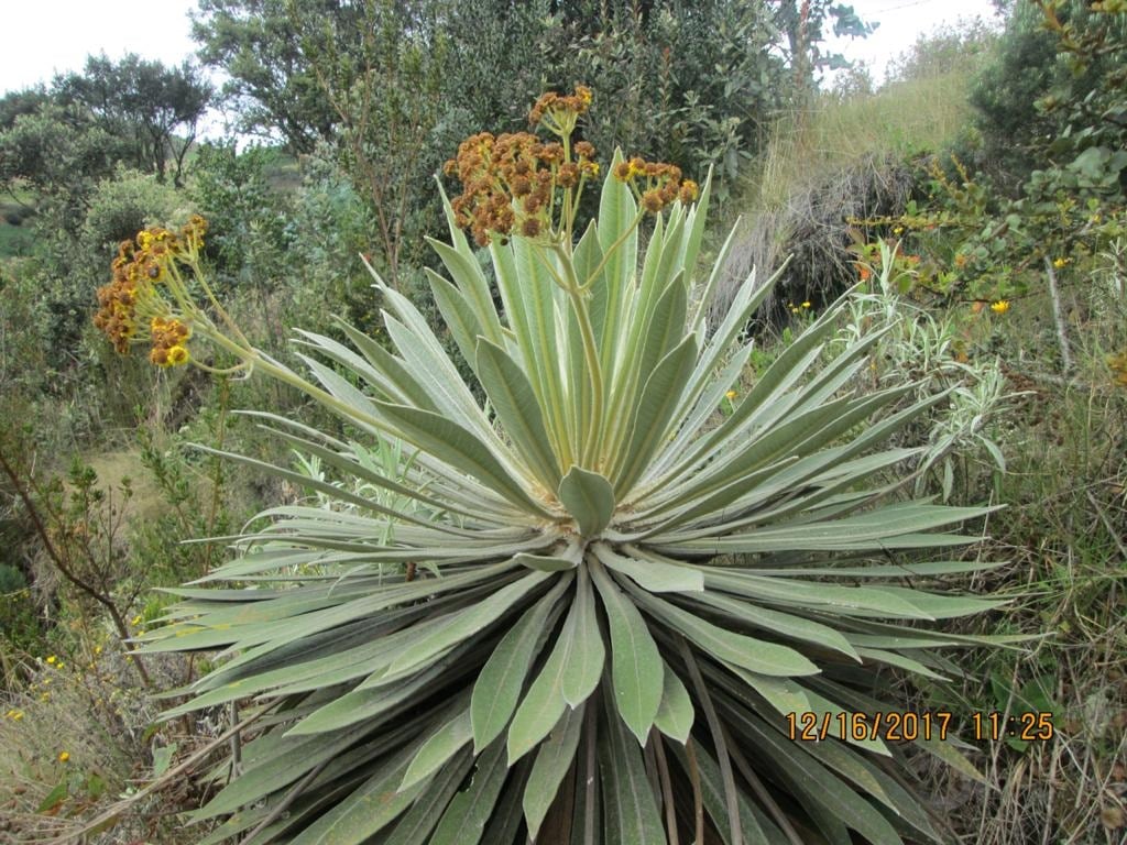 Plantas medicinales y medioambientales en Sibaté (Frailejón).