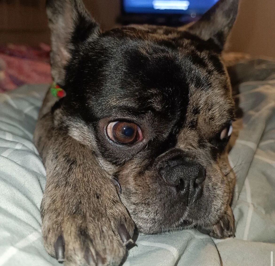 Se busca a Ginebra en el barrio Ilarco en Bogotá