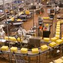 High angle look onto the factory floor of a cheese processing center. People and cheese show motion blur. Image is grainy due to low light requirement in the facility.Click below for my other food factory images: