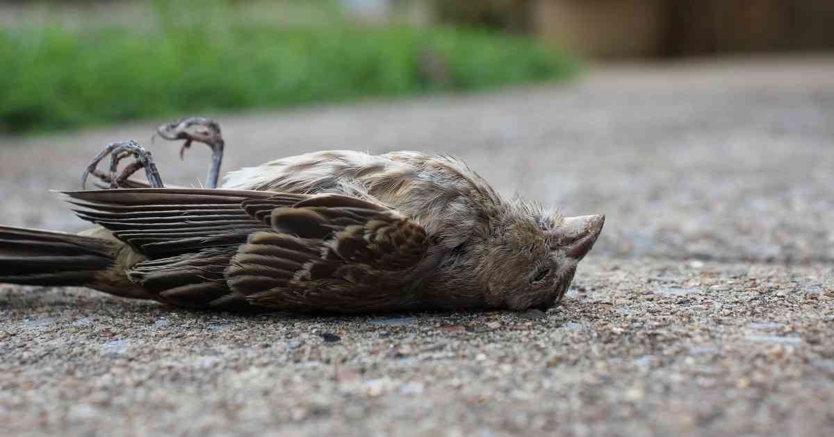 Las aves pueden llegar a sufrir infartos por cuenta del estrés que les producen las explosiones de pólvora. Foto: Pixabay.