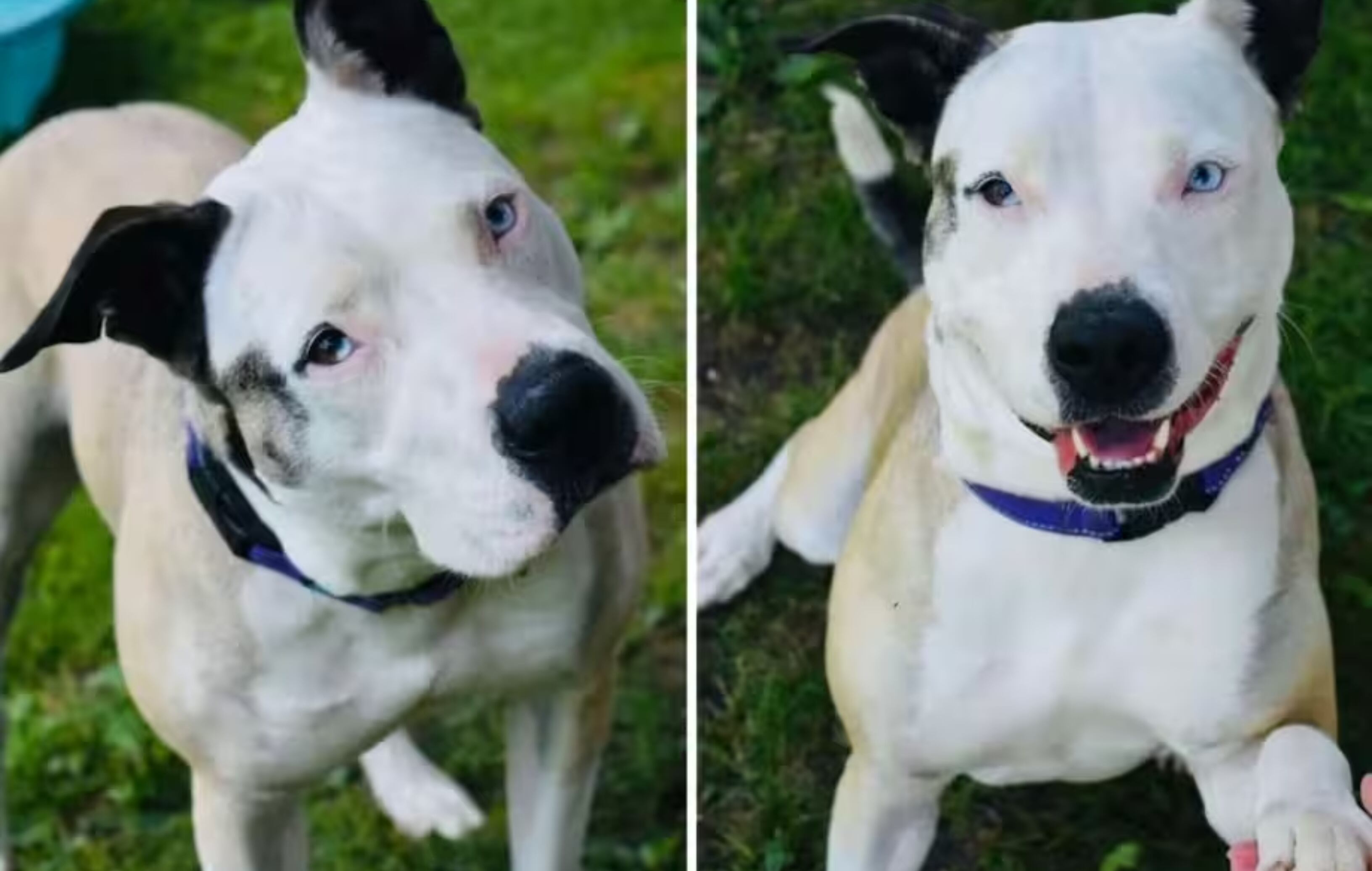 El desgarrador caso de Della, lleva 644 días esperando por una familia.