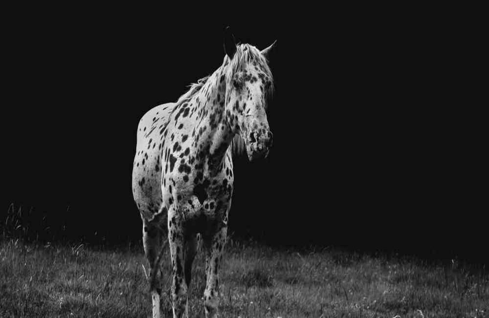 La población equina colombiana está compuesta por 1.603.679 animales.