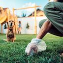 La razón del por qué los perros se comen sus heces.