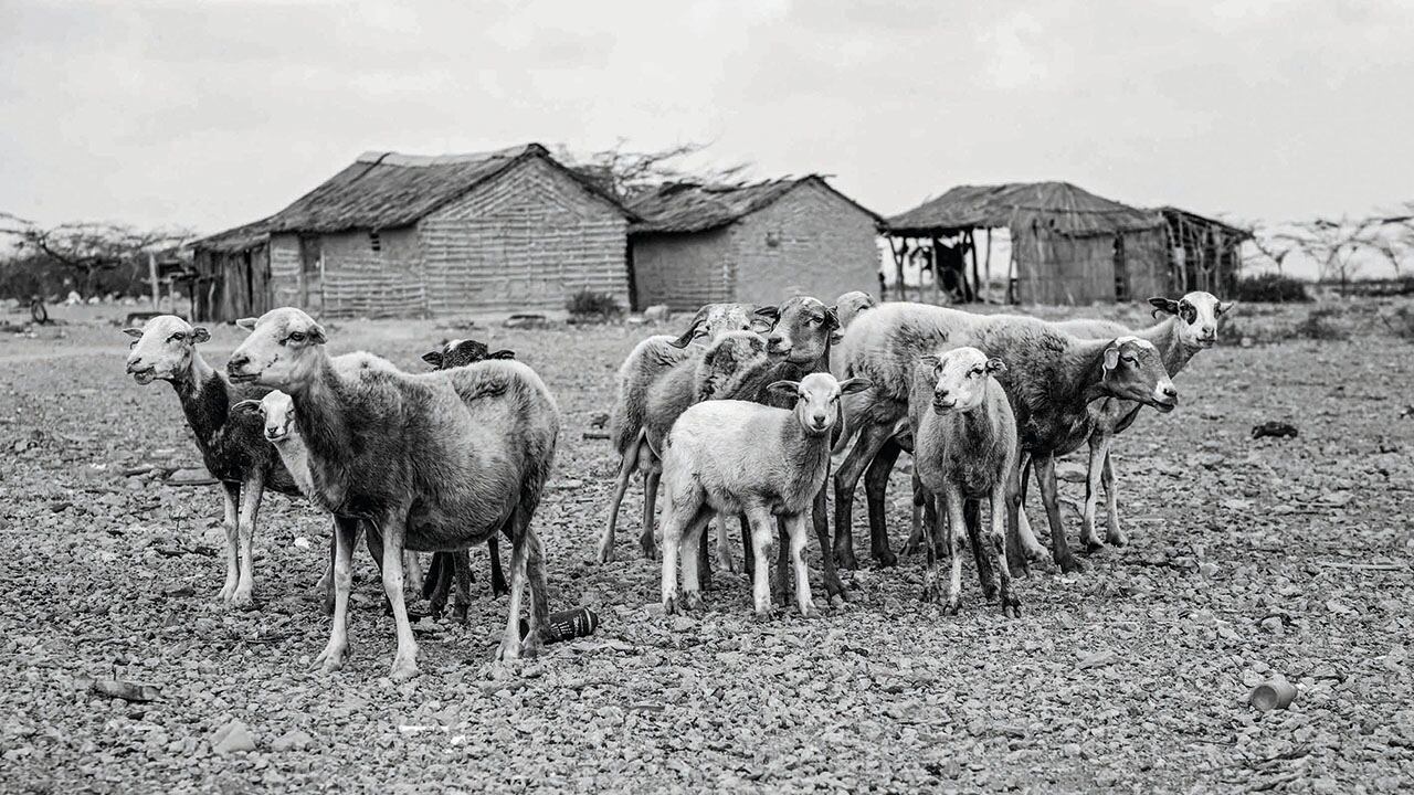 Rebaño de chivos sin pastor en Nazareth, Alta Guajira, 2016