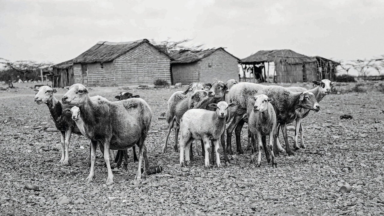 Rebaño de chivos sin pastor en Nazareth, Alta Guajira, 2016