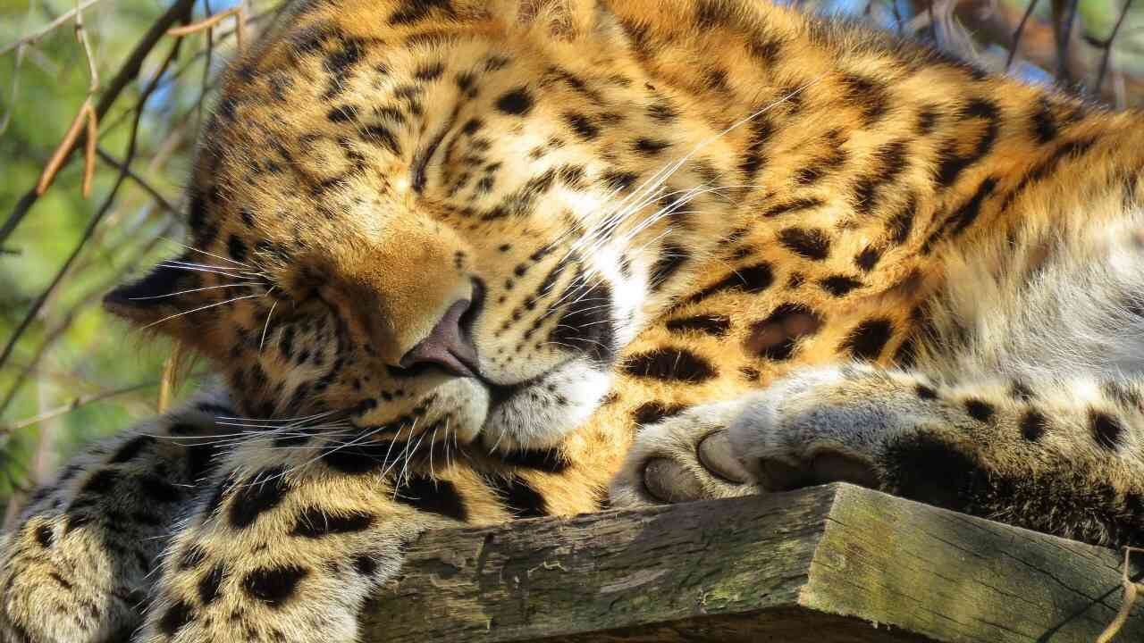 Aunque el #leopardprint es un hashtag con gran relevancia en Instagram, poco es el interés de quienes lo usan sobre la extinción del animal que inspira este estampado.