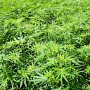 Vinculada con la pérdida de memoria a largo plazo y la reducción del coeficiente intelectual en adolescentes, la marihuana ha mostrado prevenir el mal que más afecta la memoria: el Alzheimer. Estudios en ratones sugieren que los antinflamatorios de la droga previenen la agregación de proteínas en el cerebro, una causa importante de la enfermedad. Sin embargo, te sugerimos esperar los estudios en humanos antes de comenzar cualquier terapia preventiva. Foto: Ingimage.