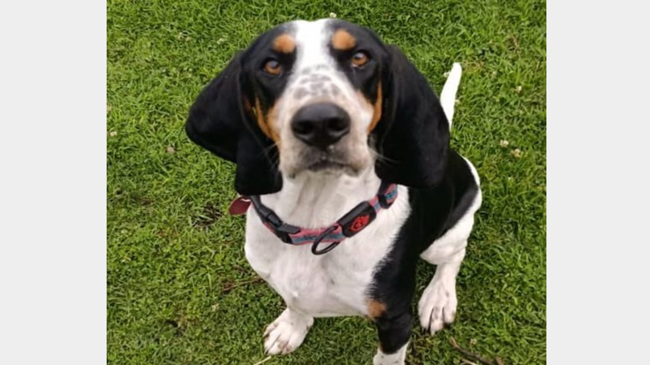 Dulce, perrita desaparecida desde el 15 de diciembre en Bogotá.