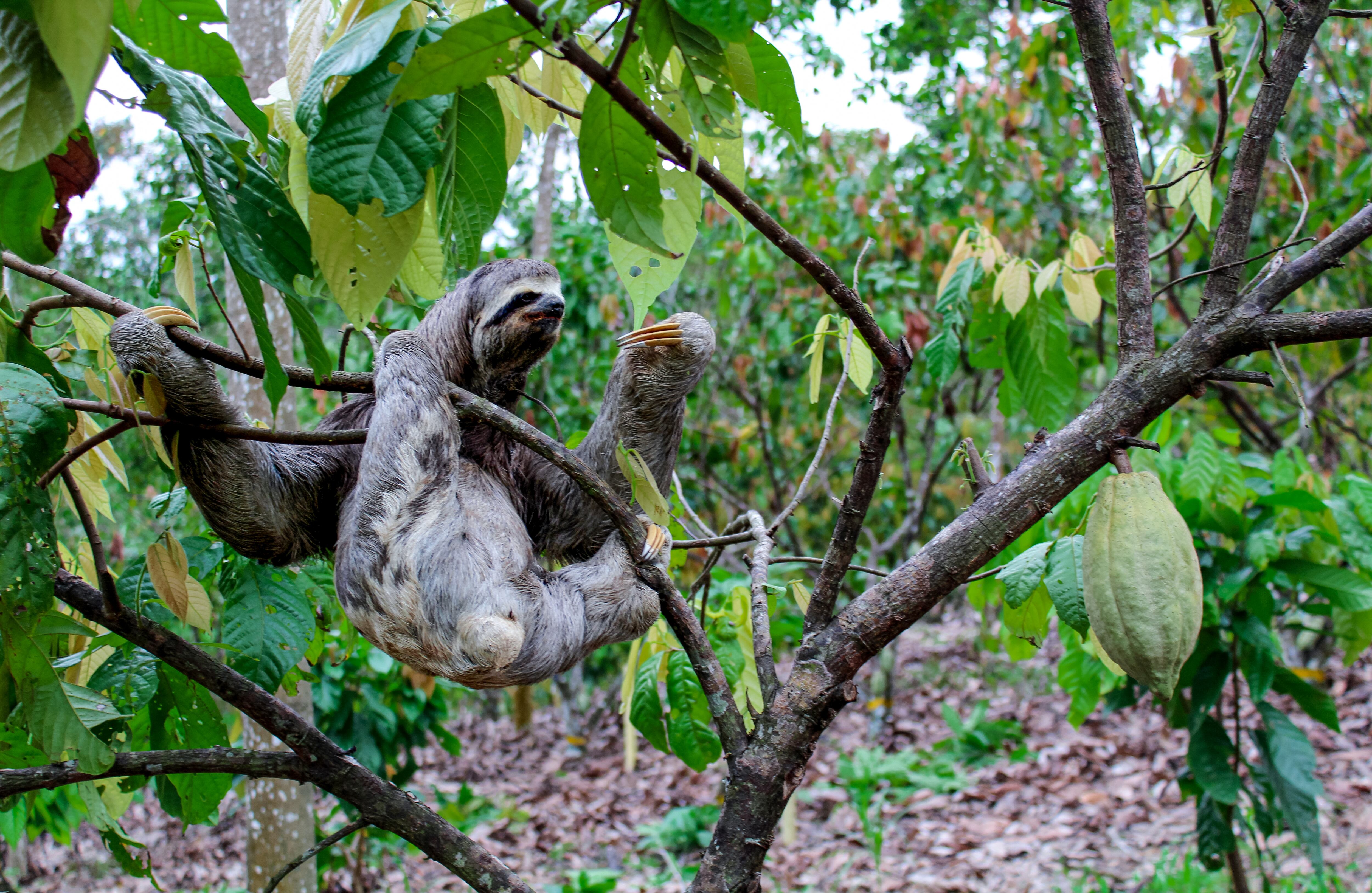 Cordillera - Especial Cacao