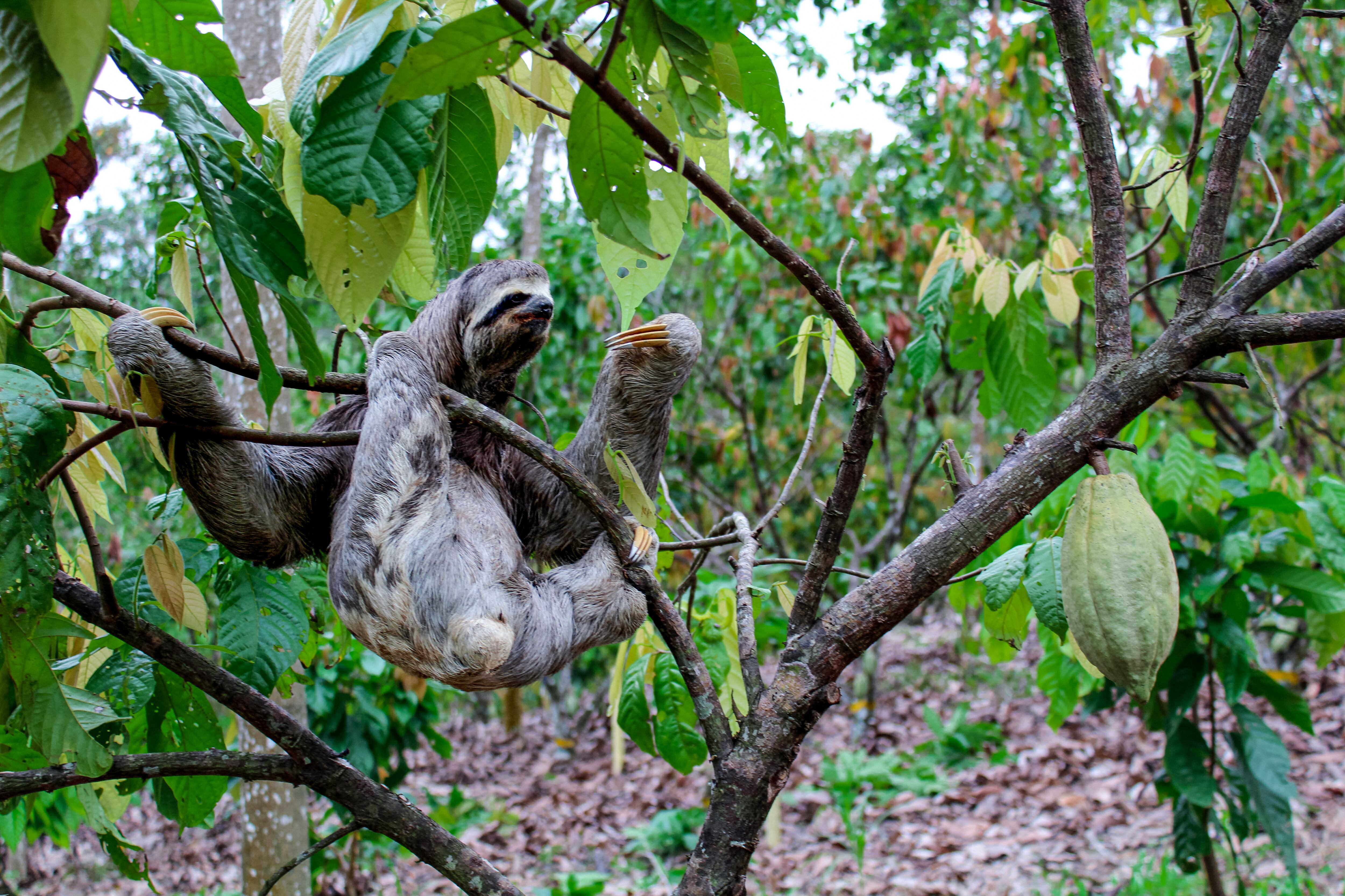 Cordillera - Especial Cacao
