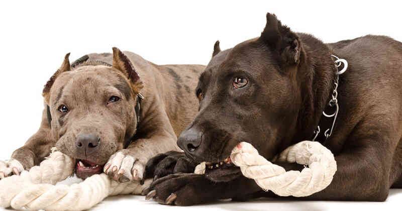 En cuanto a los perros responsables del ataque, se sabe que fueron sacrificados a golpes. (Imagen de referencia)