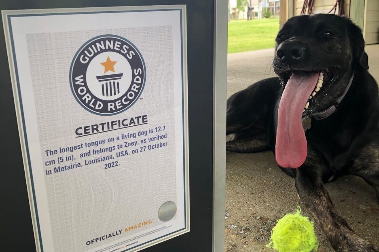 La perrita tiene una lengua que mide más de 12 centímetros, lo que la hizo acreedora de un premio Guinness.