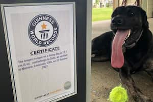 La perrita tiene una lengua que mide más de 12 centímetros, lo que la hizo acreedora de un premio Guinness.