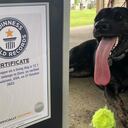 La perrita tiene una lengua que mide más de 12 centímetros, lo que la hizo acreedora de un premio Guinness.
