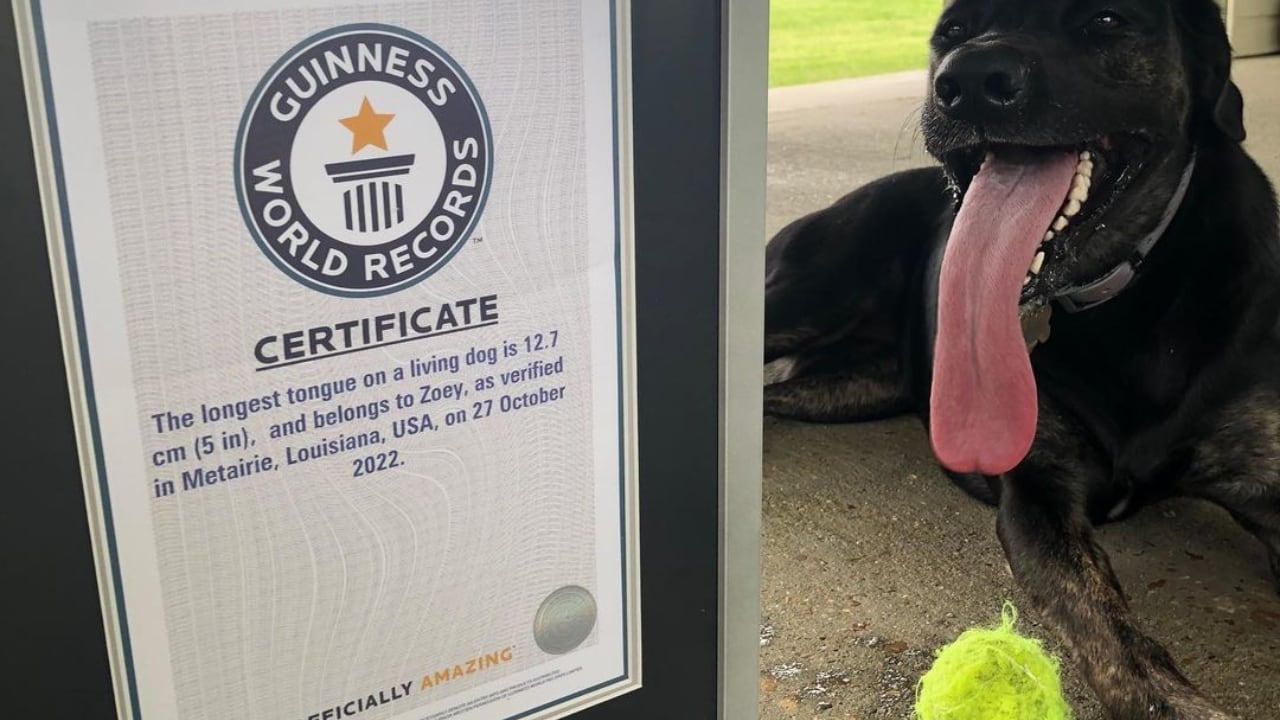 La perrita tiene una lengua que mide más de 12 centímetros, lo que la hizo acreedora de un premio Guinness.