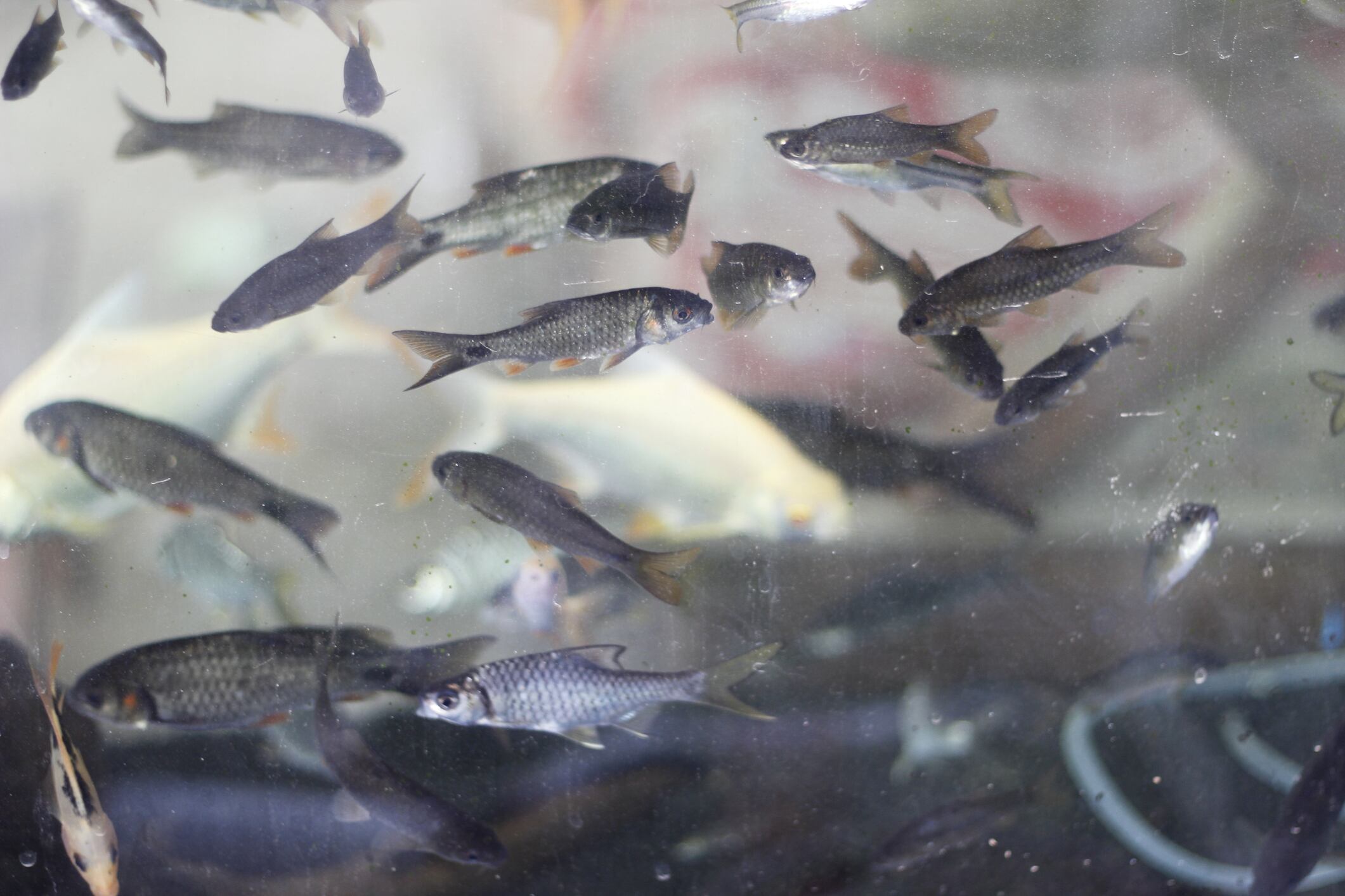 Los científicos de Berlín descubrieron que la Danionella cerebral produce el sonido mediante compresiones alternas de la vejiga natatoria.