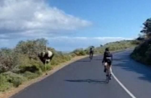 Animal en Sudáfrica.