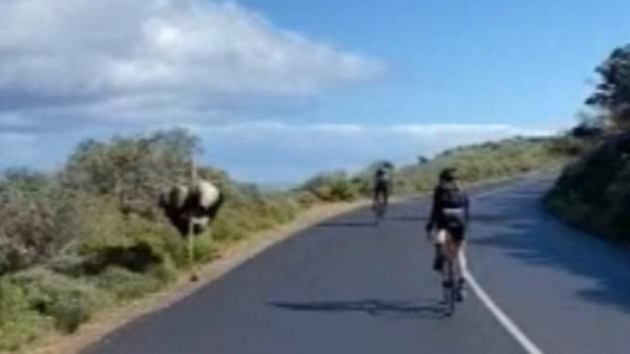 Animal en Sudáfrica.