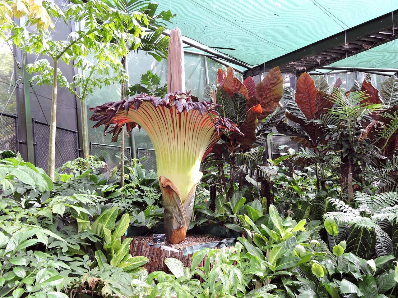 Con más de dos metros de altura, la Titan Arum emite un olor a descomposición, lo que la convierte en una de las flores más fascinantes y extrañas.